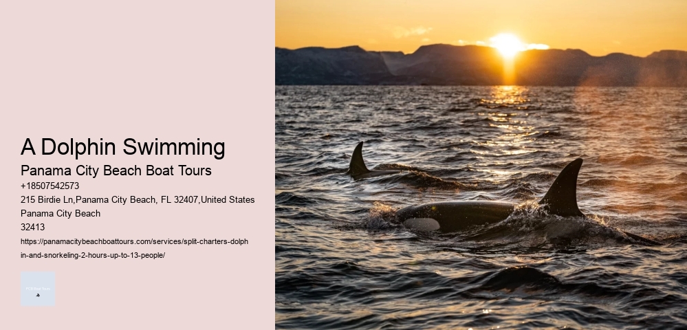 Why Not To Swim With Dolphins