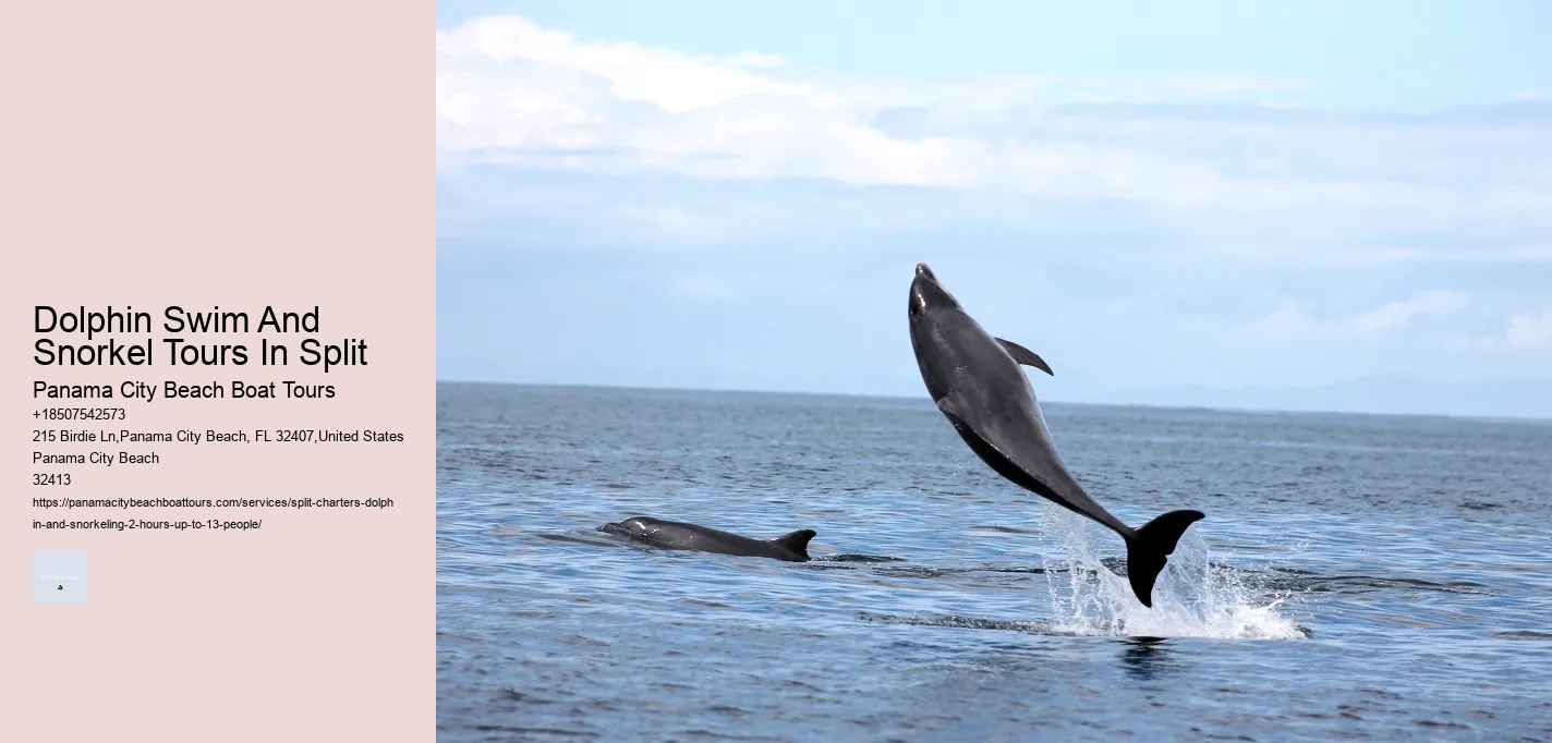 Split Sunrise Dolphin Watching And Snorkeling Trips