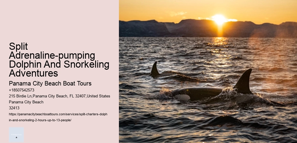 Split Diving Trips Combined With Dolphin Watching