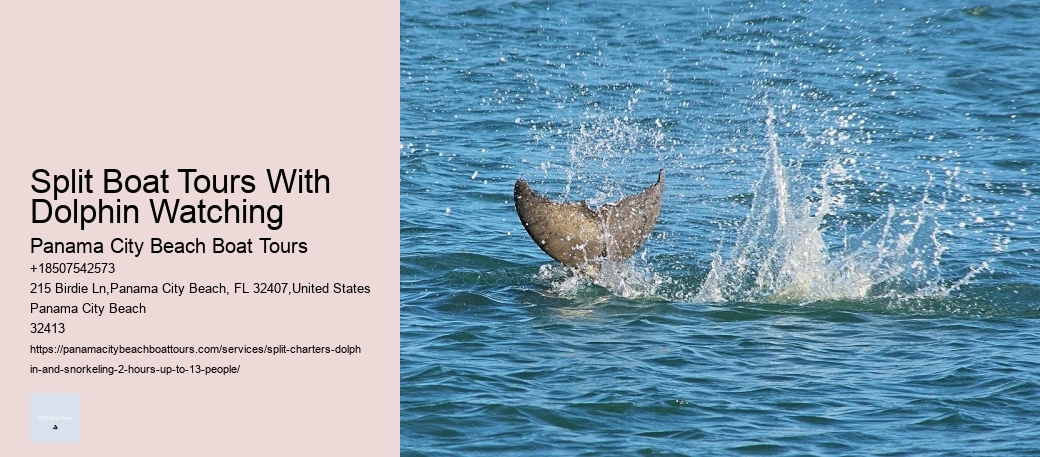 Snorkeling Safaris With Dolphin Watching In Split