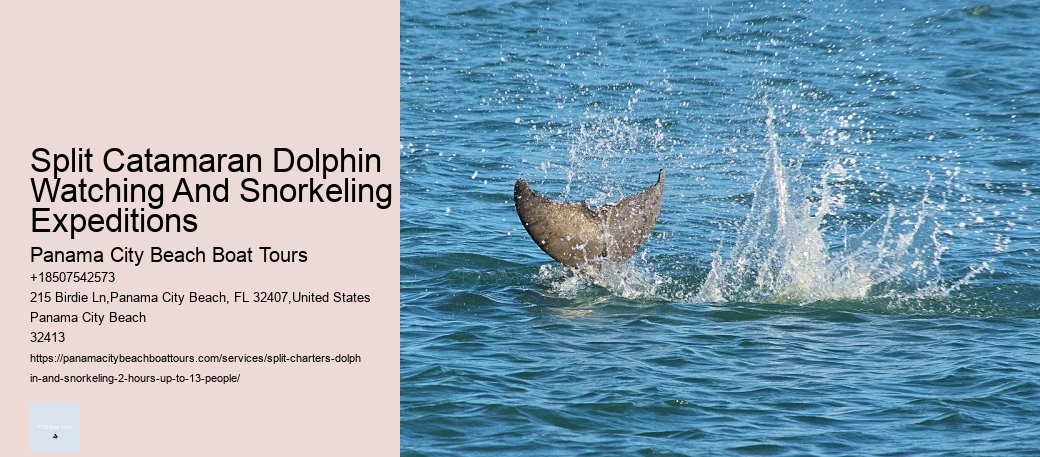 What Cruise Line Can You Swim With With Dolphins